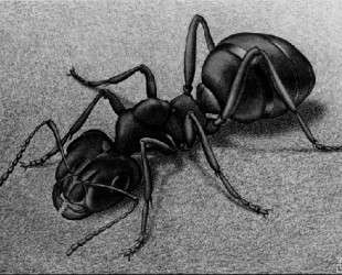 Ant — Мауриц Корнелис Эшер