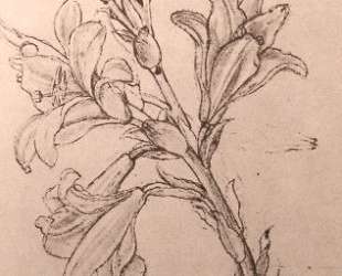Drawing of lilies, for an Annunciation — Леонардо да Винчи