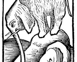 Elephant in Hortus sanitatis — Мартин Шонгауэр