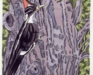 Pileated Woodpecker — Нил Уэлливер