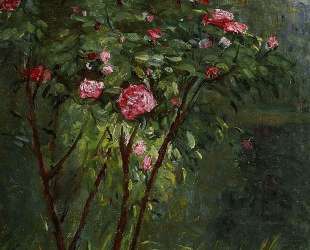 Rose Bush in Flower — Гюстав Кайботт