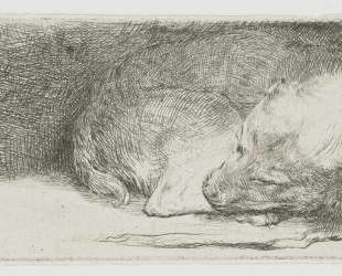 Sleeping puppy — Рембрандт
