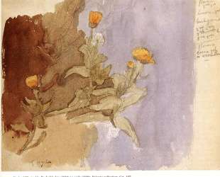 Study of Marigolds — Гвен Джон