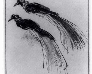 Two Studies Of A Bird Of Paradise — Рембрандт