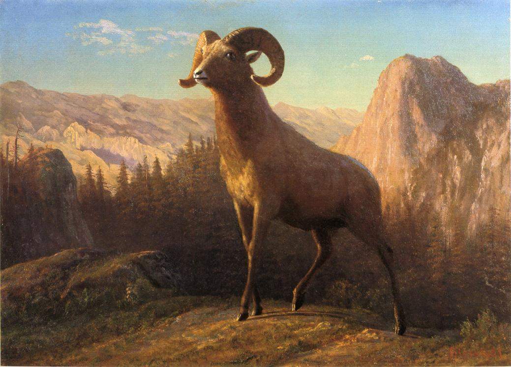 A Rocky Mountain Sheep, Ovis, Montana — Альберт Бирштадт