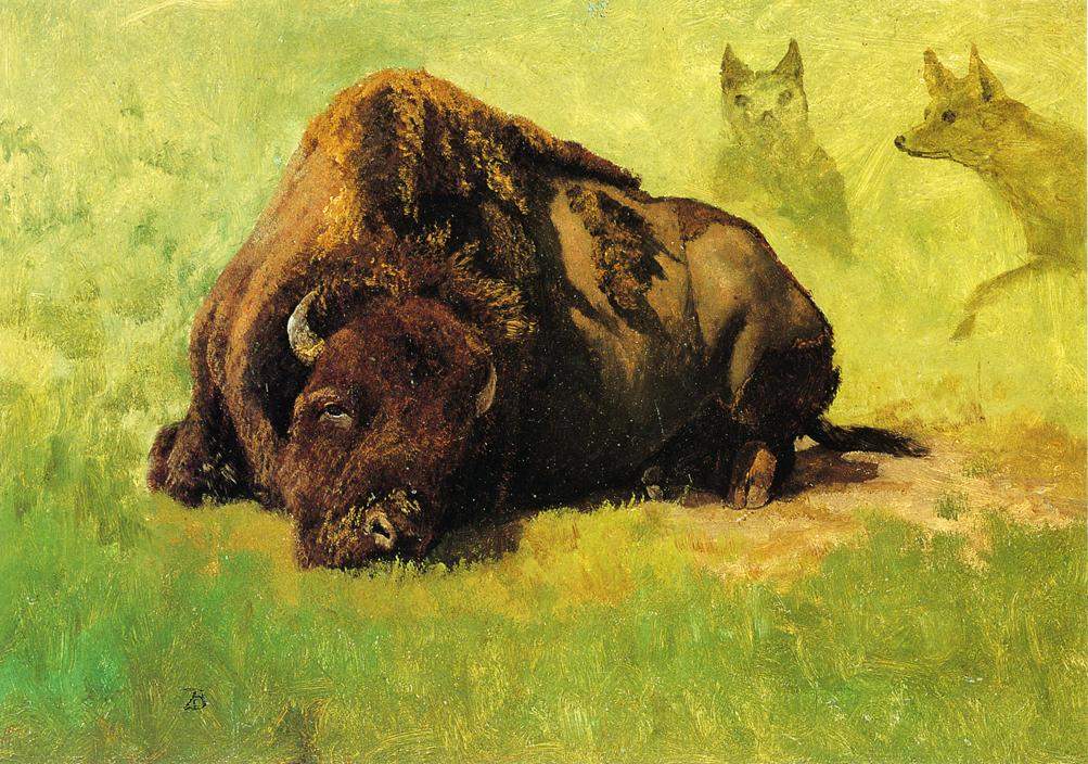 Bison with Coyotes in the Background — Альберт Бирштадт