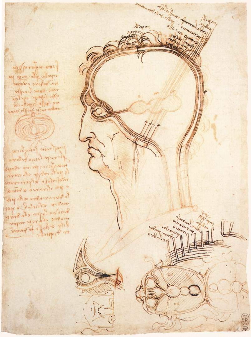 Comparison of scalp skin and onion — Леонардо да Винчи