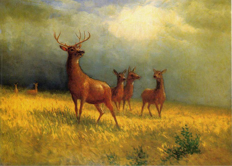 Deer in a Field — Альберт Бирштадт