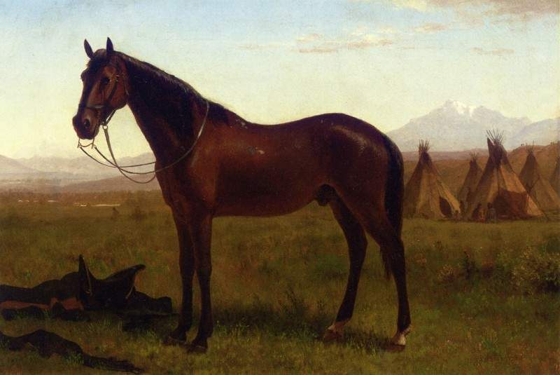 Portrait of a Horse — Альберт Бирштадт