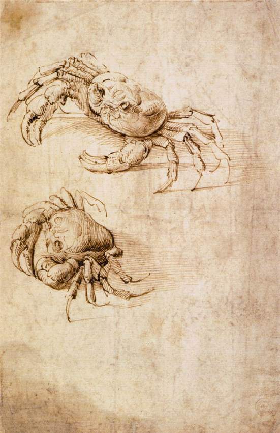 Studies of crabs — Леонардо да Винчи