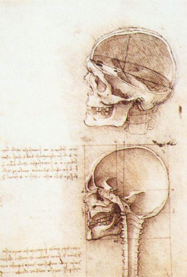 Studies of human skull — Леонардо да Винчи