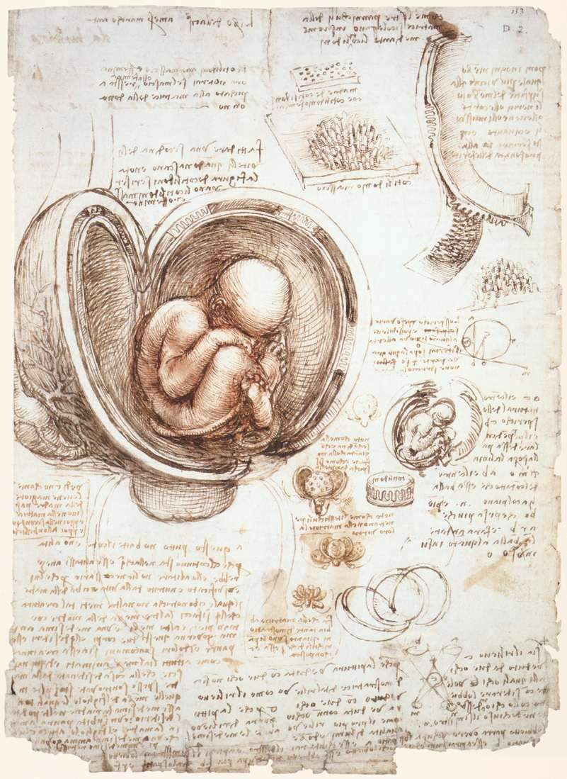 Studies of the foetus in the womb — Леонардо да Винчи