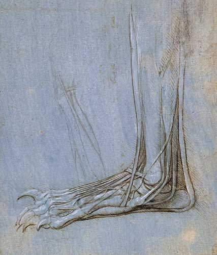 The anatomy of a foot — Леонардо да Винчи